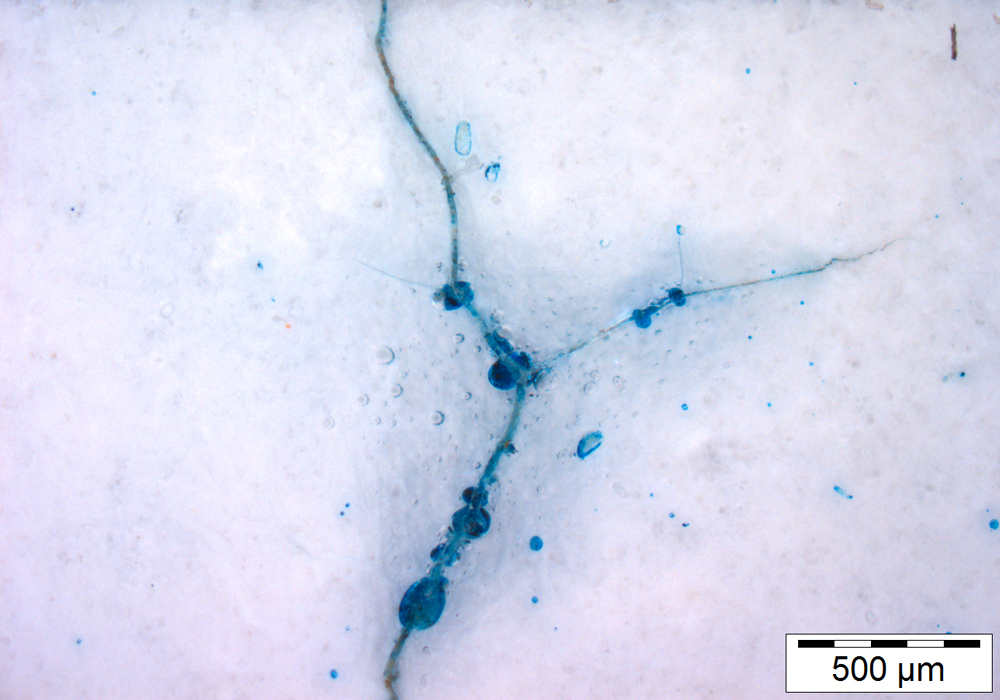 Mikroskopbild zeigt weiße Fläche, die von blauen Linien durchzogen ist. Die Linien gehen von größeren Kratern aus und verzweigen sich in verschiedene Richtungen.