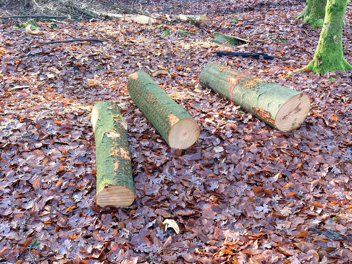 Das Foto zeigt drei jeweils einen Meter lange Stammabschnitte, die auf dem Waldboden liegen.
