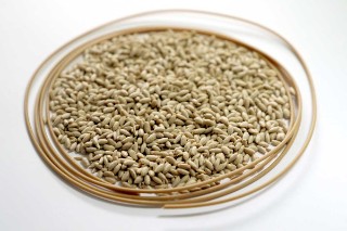 Das Foto zeigt einen kleinen Haufen getreidekornförmiges, bräunliches Granulat und ein kabelförmiges Stück Filament in derselben Farbe.
