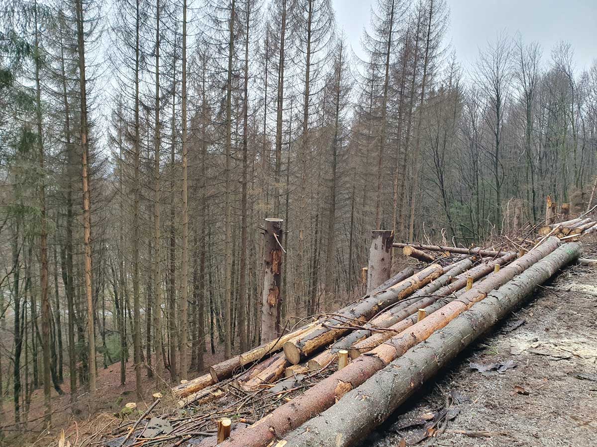 Das Foto zeigt eine große Waldfläche mit abgestorbenen, stehenden Fichten (Dürrständer).