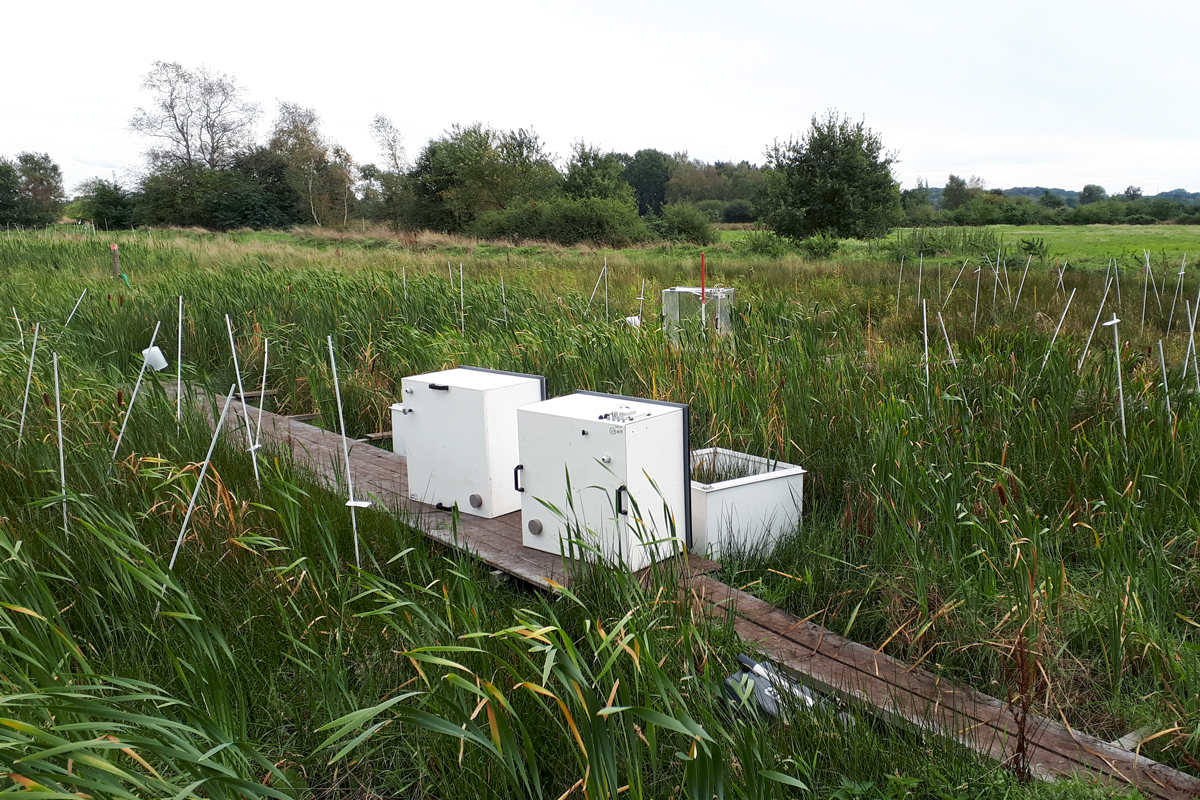 Rohrkolbenanbau im Niedermoor (Versuchsfläche) Das Foto zeigt eine Niedermoorfläche mit einer Vielzahl an Typha-Pflanzen sowie weißen Erntekästen auf einem Holzsteg.