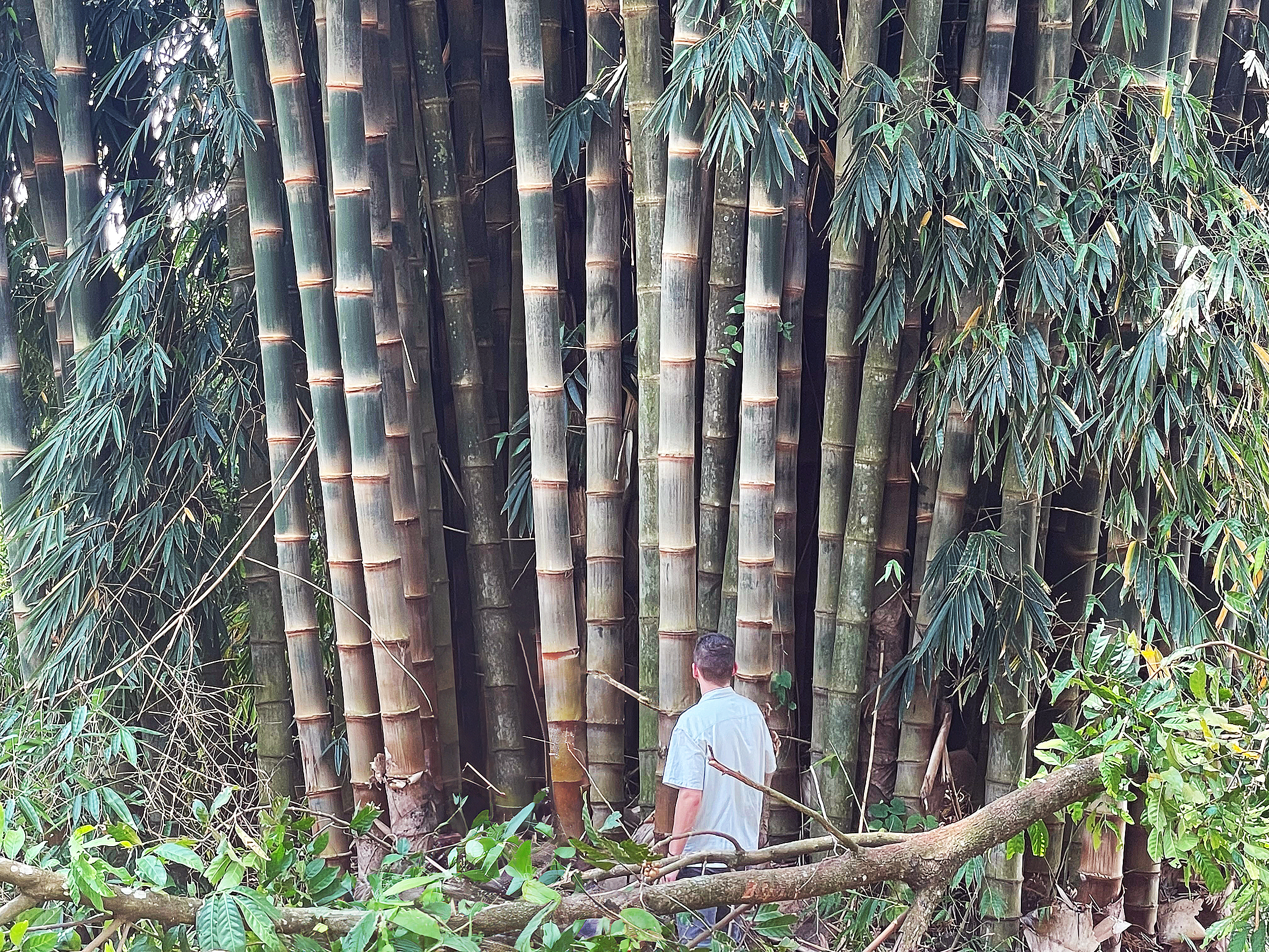 Bambushalme Auf dem Foto sind zahlreiche haushohe Bambushalme in freier Natur zu sehen, mit einem deutlich kleineren Menschen im Vordergrund.