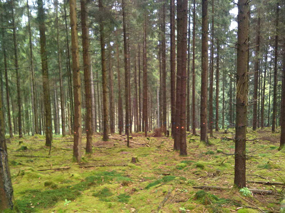 Waldbestand nach 40 Jahre Hochdurchforstung Das Foto zeigt einen Nadelholzwald mit 40 Jahre alten, relativ weit auseinander stehenden Bäumen.