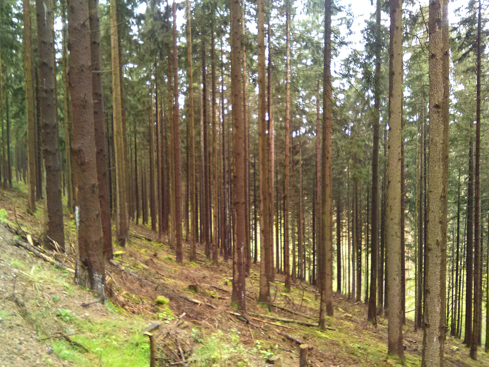 Das Foto zeigt einen Nadelholzwald mit 80 Jahre alten, relativ eng stehenden Nadelholz-Bäumen.