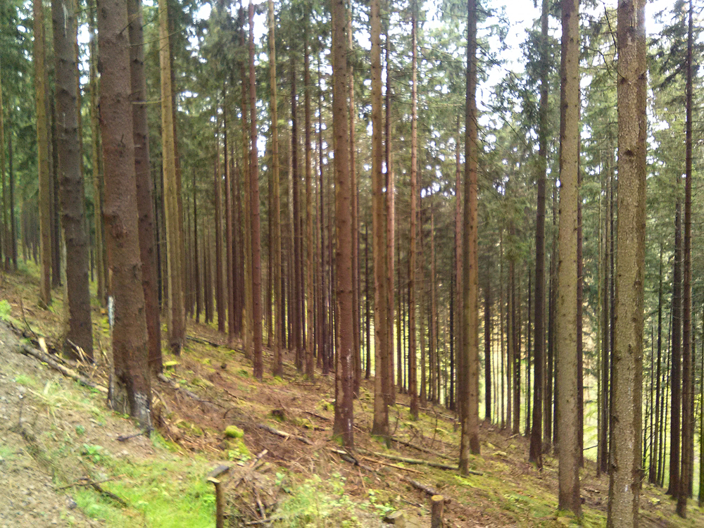 Waldbestand nach 80 Jahren Niederdurchforstung Das Foto zeigt einen Nadelholzwald mit 80 Jahre alten, relativ eng stehenden Nadelholz-Bäumen.