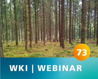 The photo shows a coniferous forest. Some trees are marked with color.