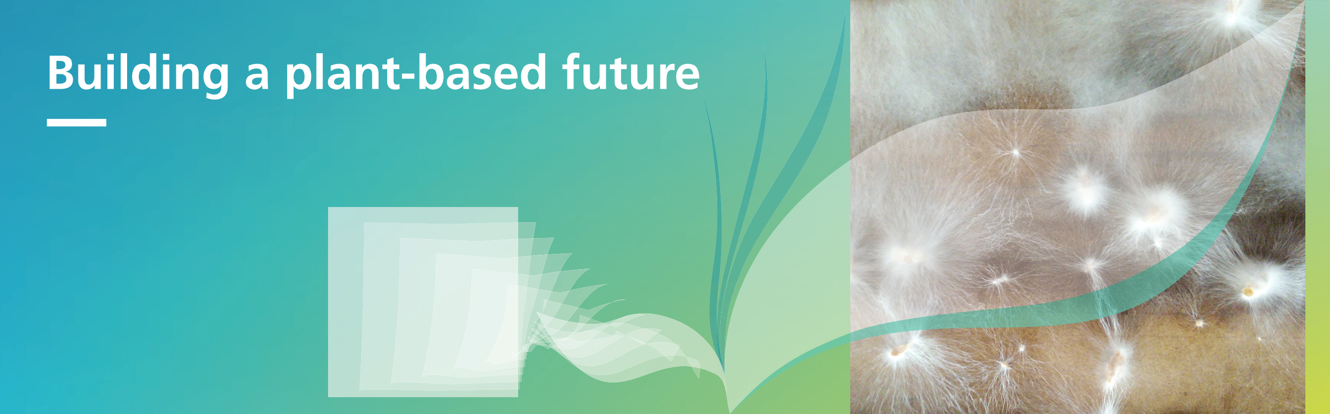 The image shows the mycelium, the fungal web, which forms a three-dimensional network. It appears filigree and branches out in a star shape in various directions. The structure is dense and exhibits a multitude of fine threads that are interconnected with one another. 