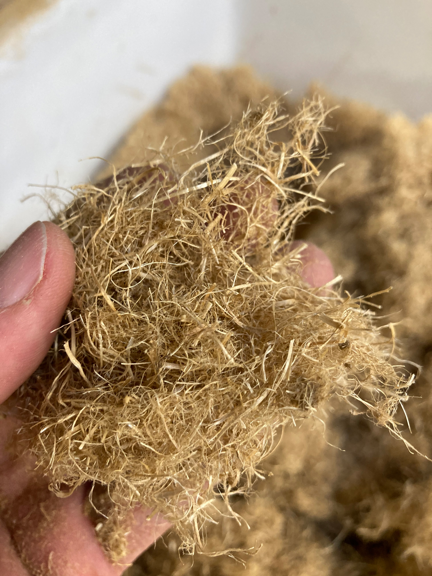 The photo shows a hand holding a clump of chopped wheat straw.