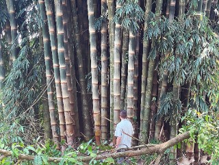 The photo shows numerous house-high bamboo culms in the wild, towering over a person standing in the foreground. 