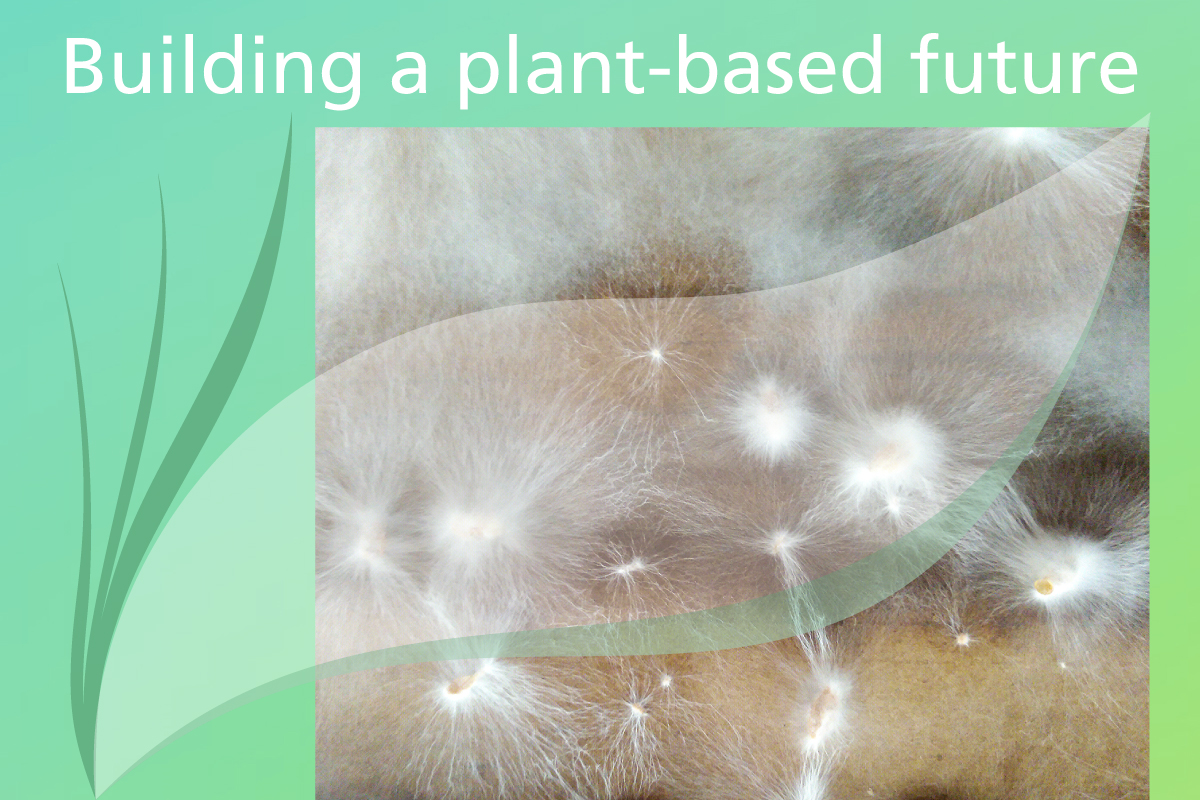 Building a plant-based future: Fungal mycelium for material production The image shows the mycelium, the fungal web, which forms a three-dimensional network. It appears filigree and branches out in a star shape in various directions. The structure is dense and exhibits a multitude of fine threads that are interconnected with one another.
