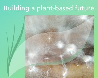 The image shows the mycelium, the fungal web, which forms a three-dimensional network. It appears filigree and branches out in a star shape in various directions. The structure is dense and exhibits a multitude of fine threads that are interconnected with one another. 