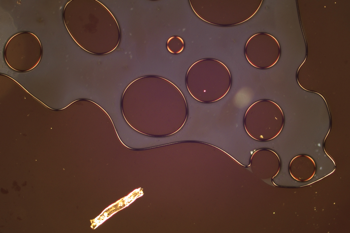 Darkly depicted, liquid-like structure, partly as a coherent pool, partly as drops. A pale, elongated object with a fibrous structure lies in the pool. 