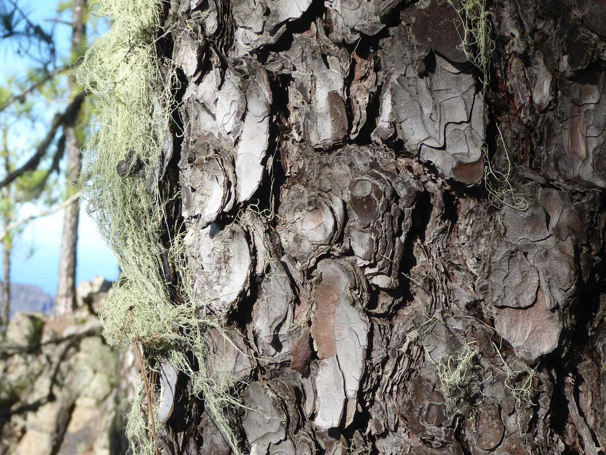 Top: Daylight view of a group of Canary Island pines on a hill; Below: Close-up shot shows a section of the trunk of a Canary Island pine tree with fissured bark.