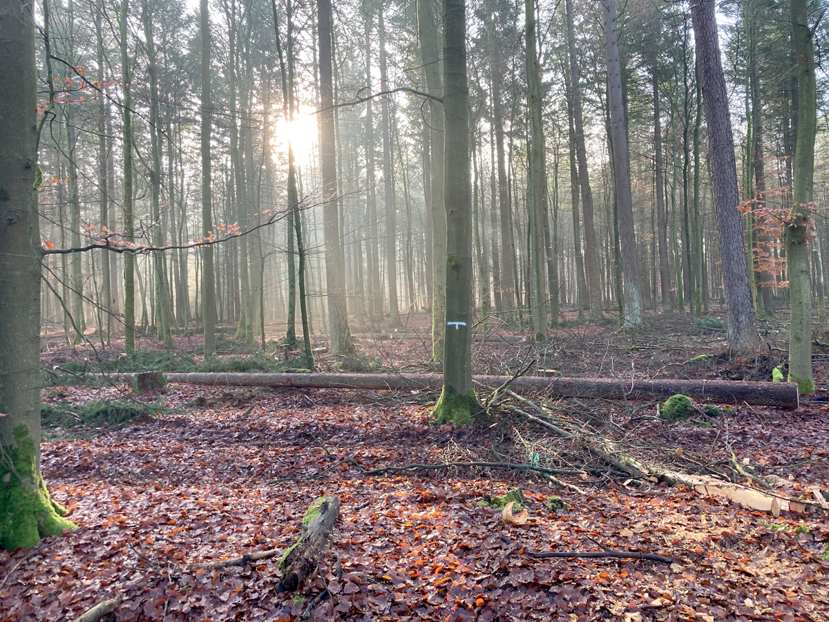 The photo shows an autumnal forest, with the morning sun shining through between the almost leafless trunks.