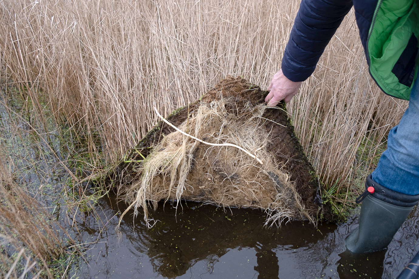 The photo shows a floating island and a person who is lifting up a corner of the island. On the underside, the roots of the plants can be seen. 