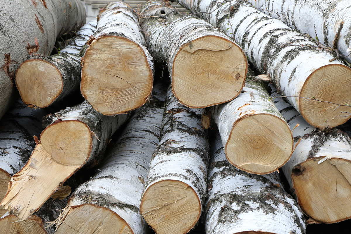 The photo shows a stack of sawn-off birch logs.