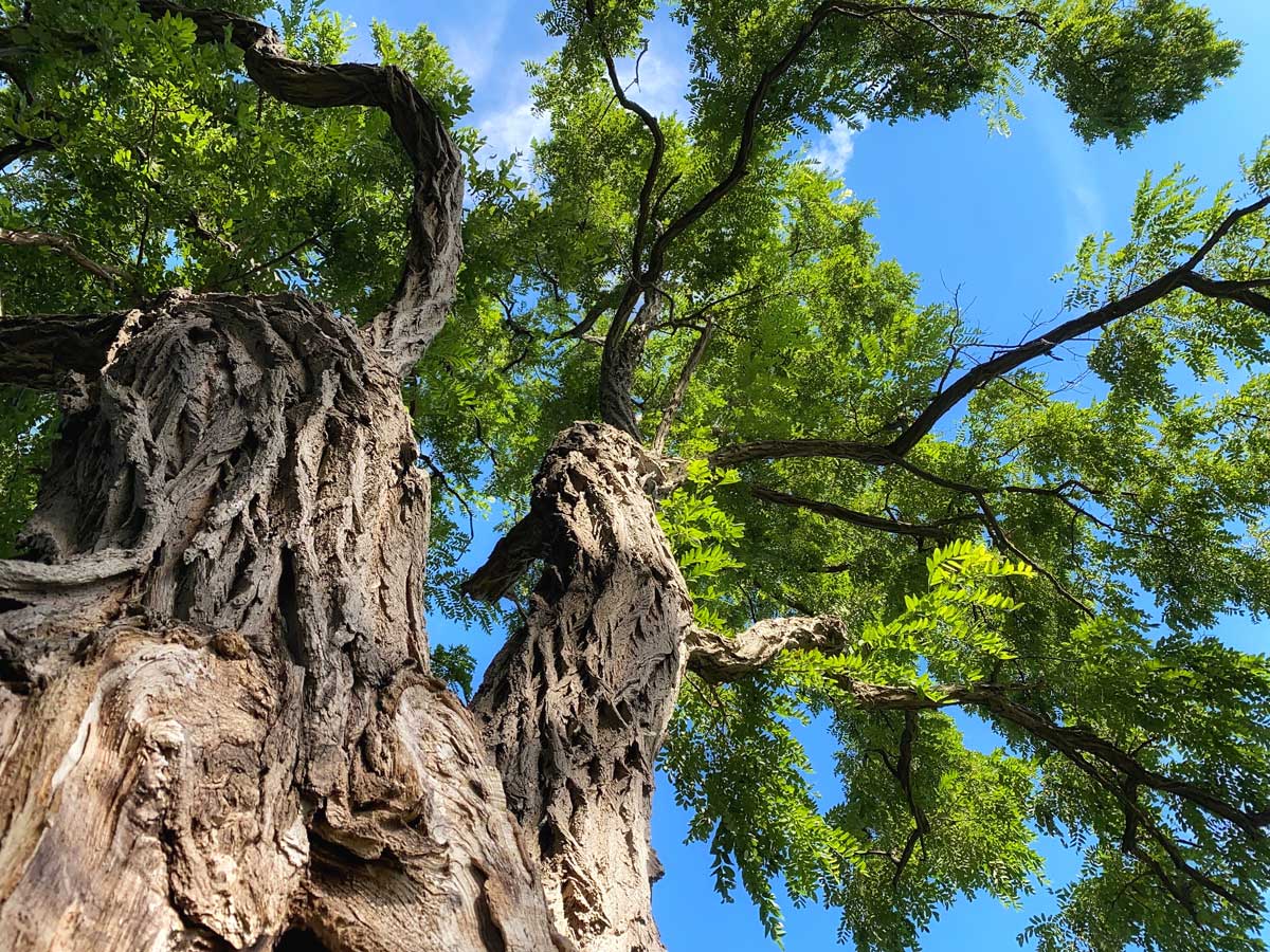 The photo shows a living robinia tree, photographed looking upwards from the ground. The heavily furrowed trunk and the green crown of the tree can be seen against a blue sky.