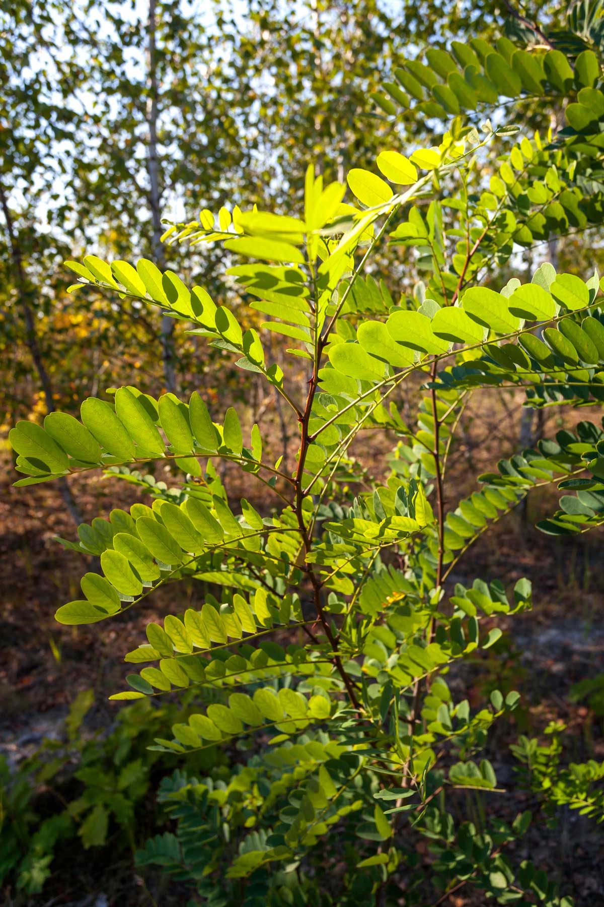 The photo shows a very young robinia, just under two meters high and with green foliage, in an area of grassland. In the background are young birch trees.