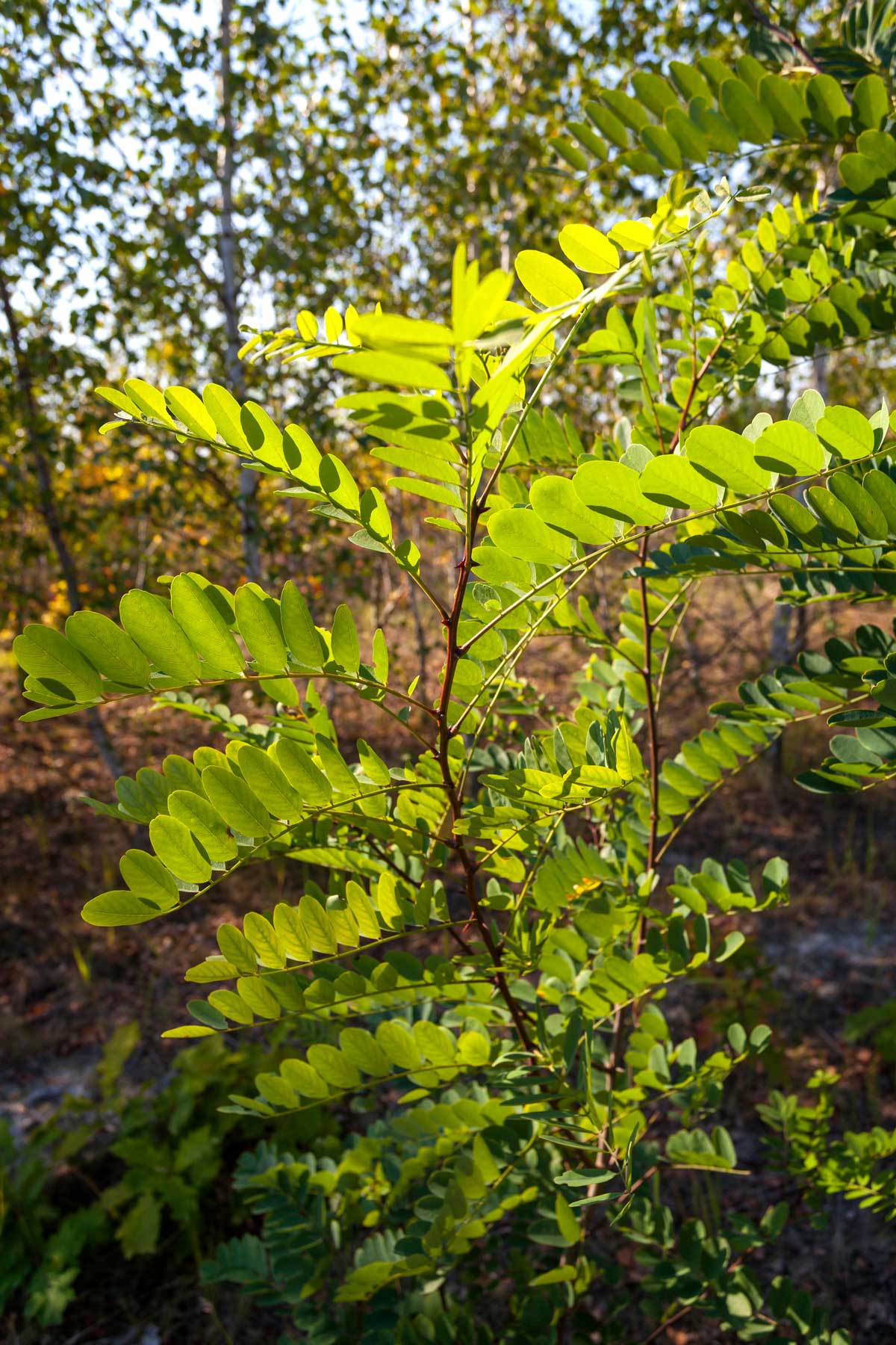 The photo shows a very young robinia, just under two meters high and with green foliage, in an area of grassland. In the background are young birch trees.