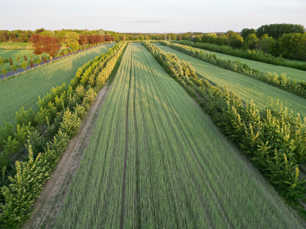 Agroforestry systems with poplars The photo shows a cereal field divided into sections around 30 meters wide by strips of trees. The poplar strips, each with 4 rows of trees, are 12 meters wide.